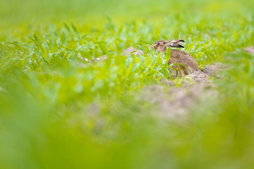 Hase im Maisfeld von Friso Schinkel