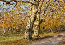 Parc national de Kennemerland, Bloemendaal, Pays-Bas sur Rene van der Meer