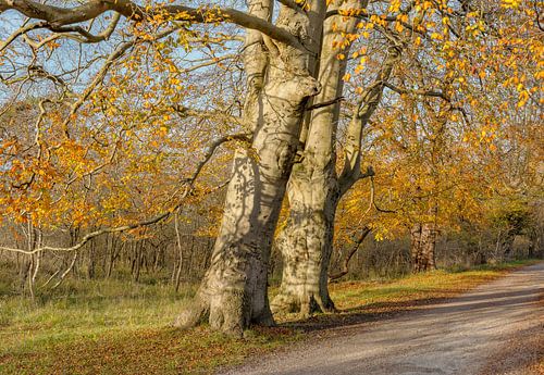 Nationaal Park Kennemerland, Bloemendaal, , Noord-Holland, Nederland