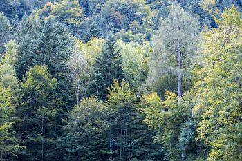 Bos met groene bomen