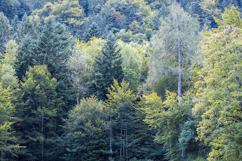 Bos met groene bomen van Idema Media