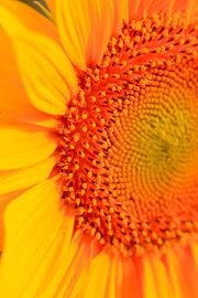 Tournesol sur Thomas Jäger