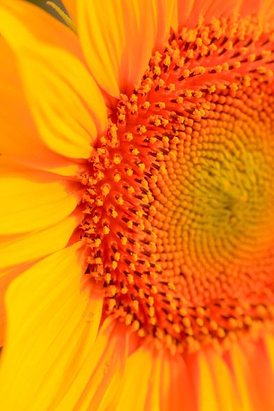 Sunflower by Thomas Jäger