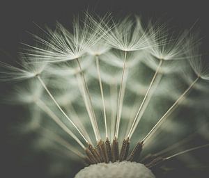 die letzten Samen eines verblühten Löwenzahns auf dem Kopf der Blüte