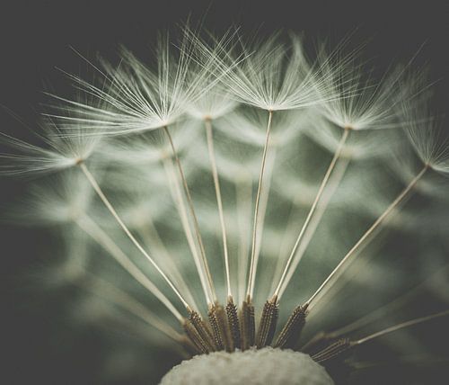 the last seeds of a spent dandelion on the head of the flower