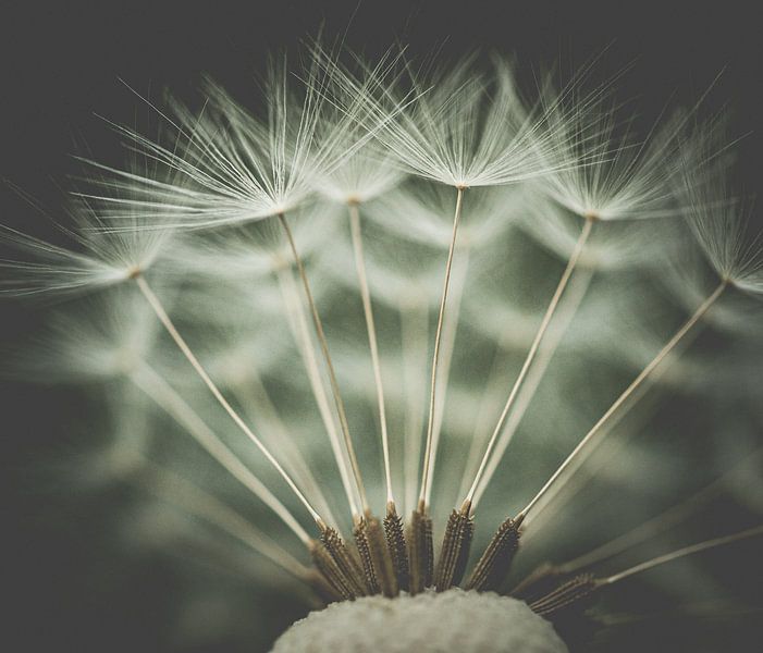 the last seeds of a spent dandelion on the head of the flower by Margriet Hulsker