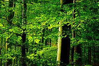 Leaves a forrest