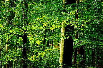 Laisse une forêt