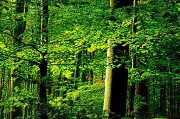 Laisse une forêt sur Ernst van Voorst