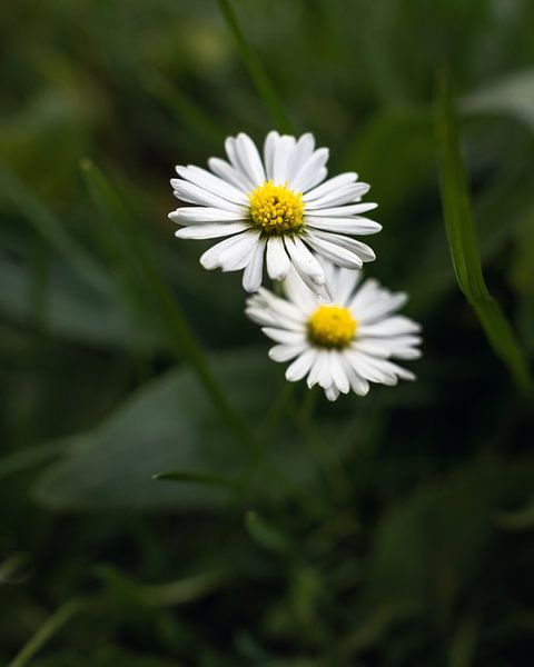 Daisies by sir_pxalot