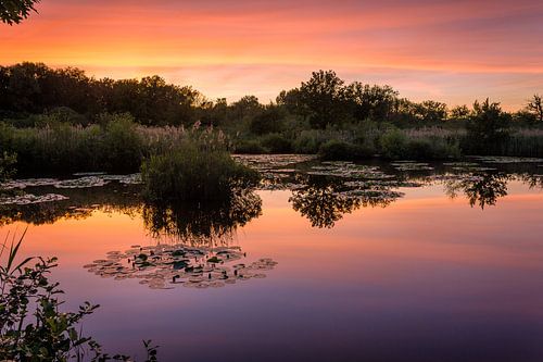 Golden Lilly Pond