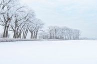 IJskoud winterlandschap tijdens een mooie winterdag in de IJsseldelta van Sjoerd van der Wal Fotografie thumbnail