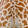 Giraffe Staart van Ron Veltkamp