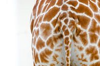 Giraffe Staart von Ron Veltkamp Miniaturansicht
