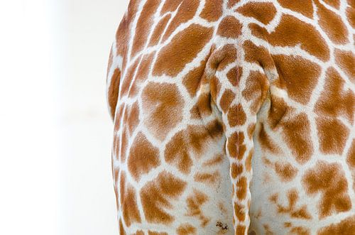 Giraffe Staart