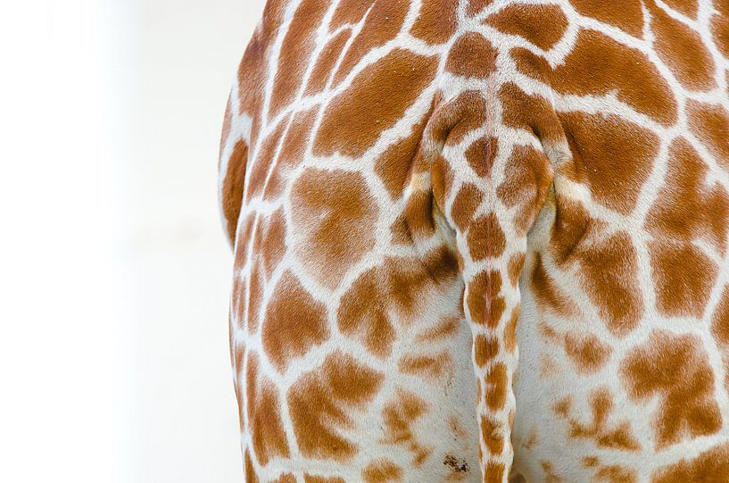 Giraffe Staart von Ron Veltkamp