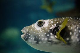 Coral Knight by Simon Claassen