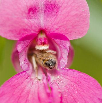 A bee inside a Impatiens glandulifera flower
