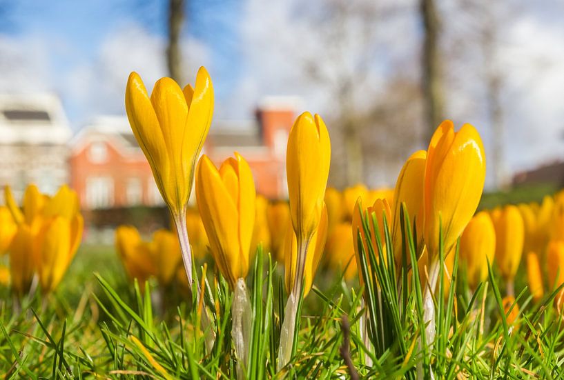 Yellow crocuses in spring Groningen by Marc Venema
