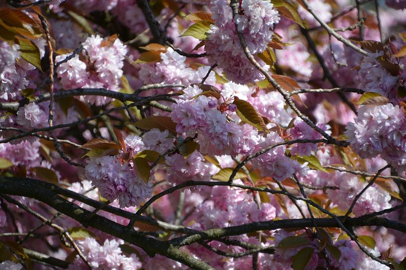 Kirschblüte in Blüte von FotoGraaG Hanneke