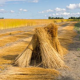 Flax fields near Dreischor by Leo Kramp Fotografie