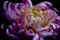 Fleur