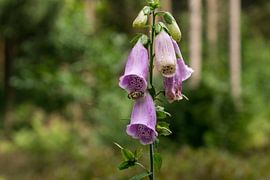 Wesp op een klokjesbloem sur Kevin van Rooij