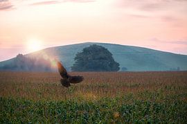 Zonsopgang van Dennis Timmer