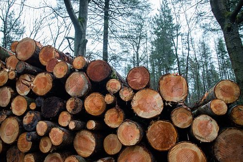 Woodpile in the forest.
