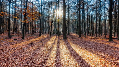 Low hanging sun shines through Autumn Forest