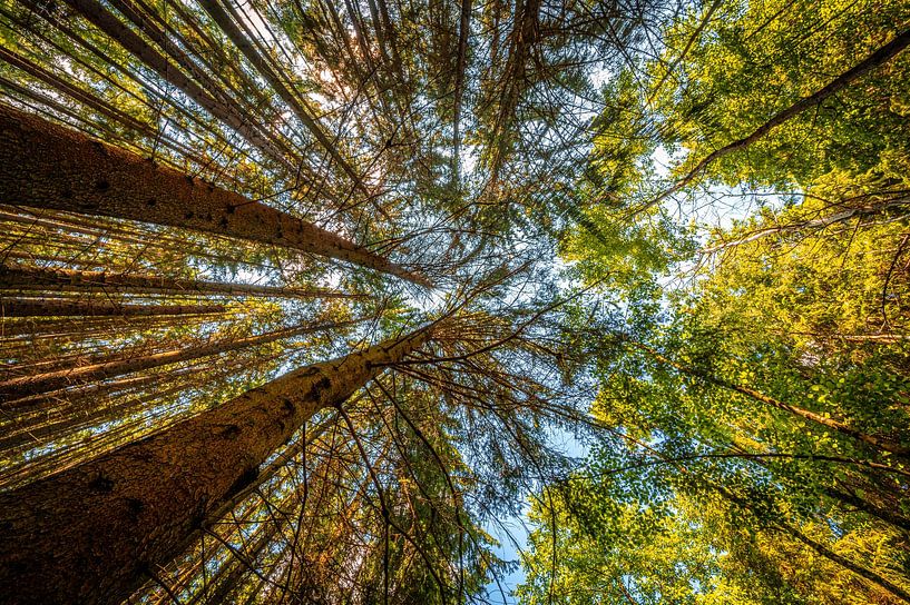 Forêt de conifères et forêt mixte de bas en haut par Marcus Beckert