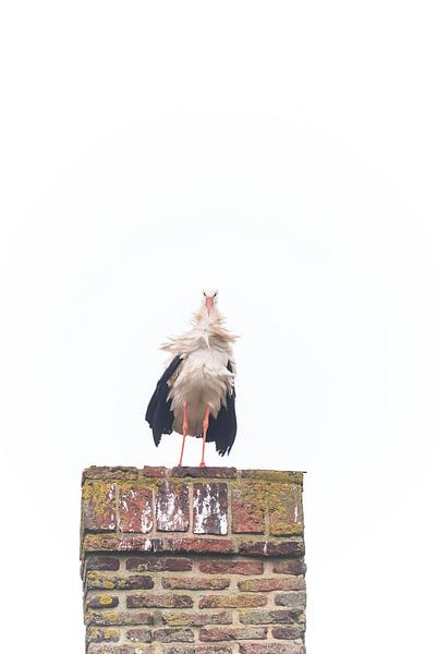 Storch von Lavieren Photography