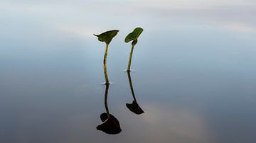 Waterplanten op een windstil wateroppervlak geven een spiegeling van Fred Louwen