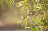 Spanish olives in soft light by Arja Schrijver Photography thumbnail