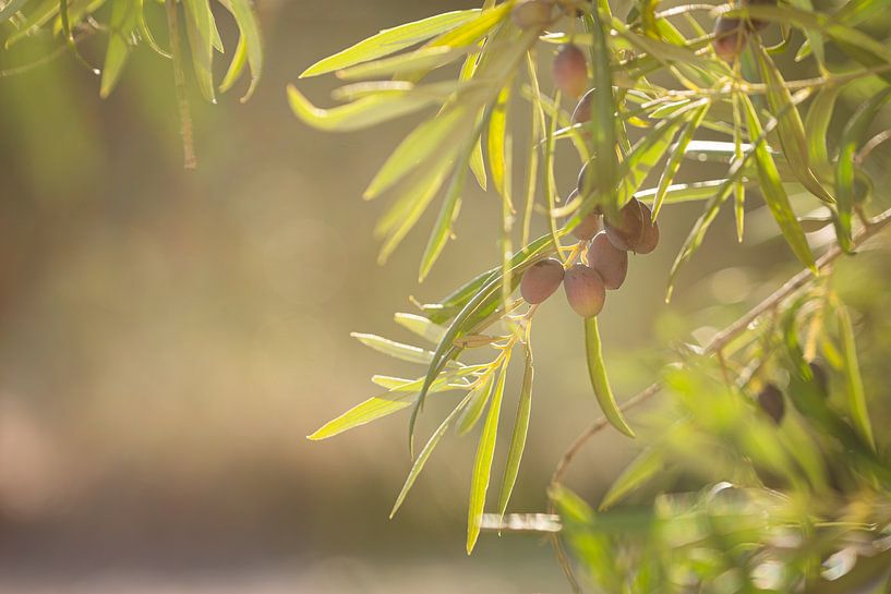 Spanish olives in soft light by Arja Schrijver Photography