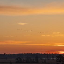 Lieneke Holst Profile picture