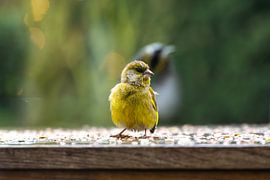Moment in beweging van Marian van Ginkel