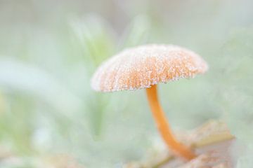 Gefrorener Pilz von Connie de Graaf