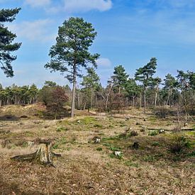 Boschhuizerbergen : La magie du sable mouvant et des baies de genièvre sur Kristof Leffelaer