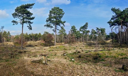 Boschhuizerbergen: De Magie van Stuifzand en Jeneverbessen