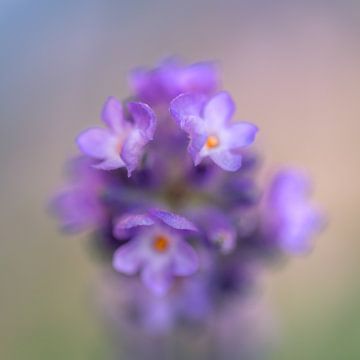 Lavendel in bloei van Marco de Jong