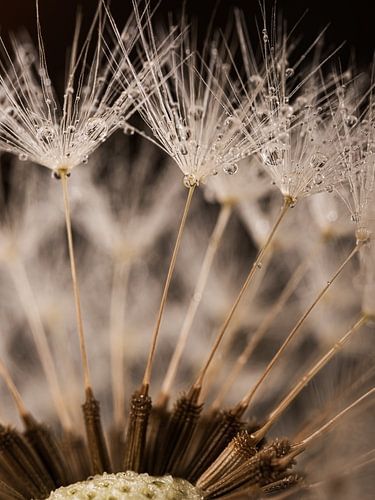Een klein stukje paardenbloem met waterdruppeltjes