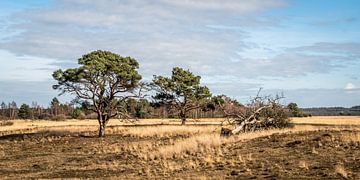 Lonely trees in Park De Hoge Veluwe by MICHEL WETTSTEIN
