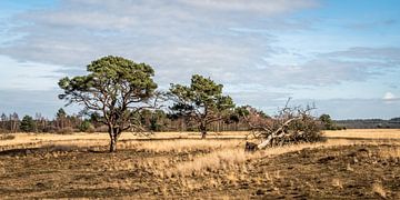 Eenzame bomen in Park de Hoge Veluwe van MICHEL WETTSTEIN