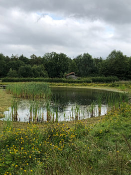 Teich