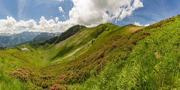 Alpenrozen op de Fellhorn van Walter G. Allgöwer