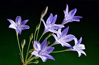 Bermbloemen / Wilde bloemen
