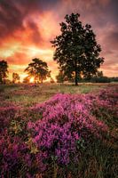 Flowering heathland on the Veluwe