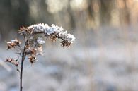 Winter sneeuw par Patricia van Nes Aperçu