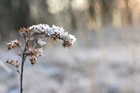 Winter sneeuw